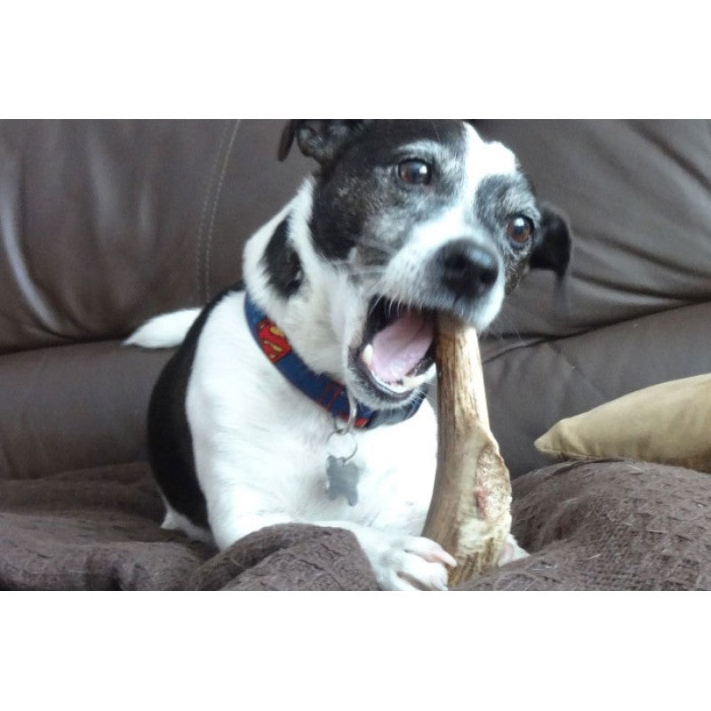 Antler Dog Chew - Medium